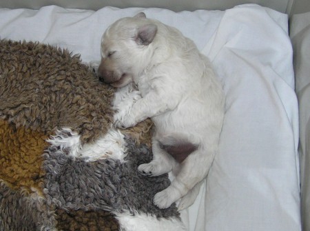 11. den: Mohu spát a vyvalovat se. Máma DORLY se o mně vzorně stará. Vážím 438 g.